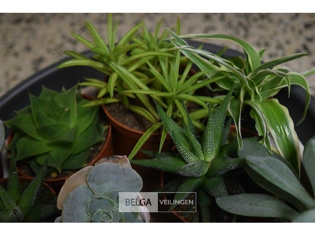 Div planten - afbeelding 2 van  4