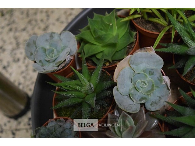 Div planten - afbeelding 3 van  4