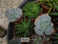 Div planten - afbeelding 3 van  4