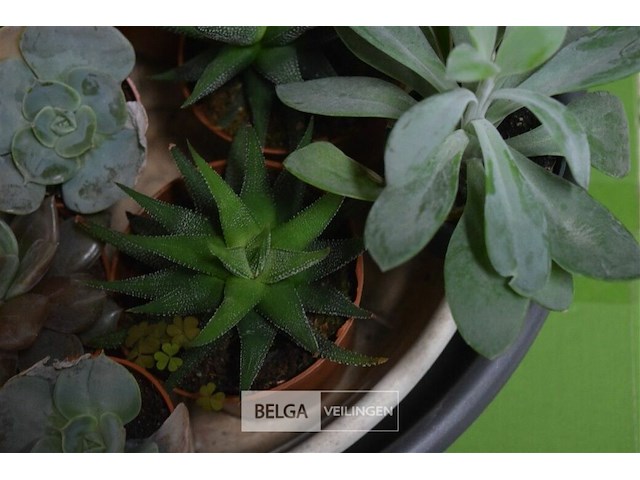 Div planten - afbeelding 4 van  4