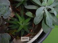 Div planten - afbeelding 4 van  4