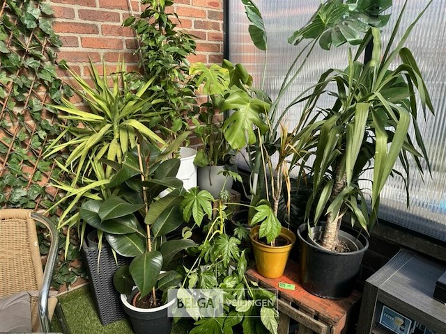 Div planten - afbeelding 1 van  6