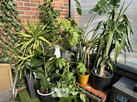 Div planten - afbeelding 1 van  6