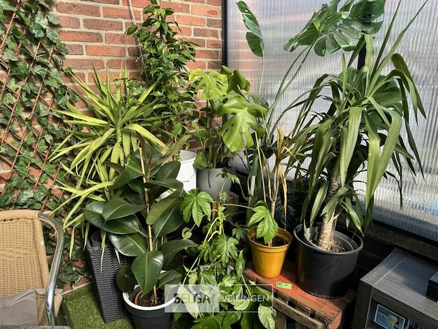 Div planten - afbeelding 2 van  6