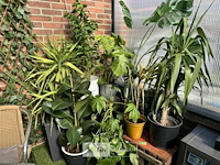 Div planten - afbeelding 2 van  6