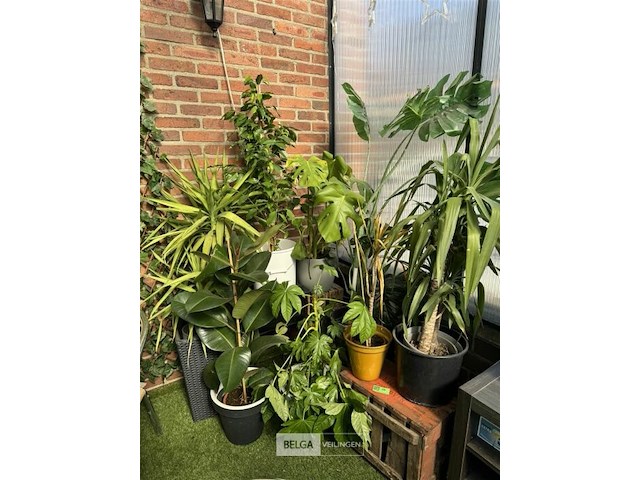 Div planten - afbeelding 3 van  6