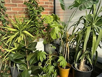 Div planten - afbeelding 3 van  6