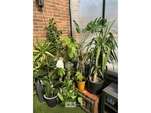 Div planten - afbeelding 4 van  6