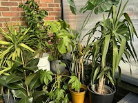 Div planten - afbeelding 4 van  6