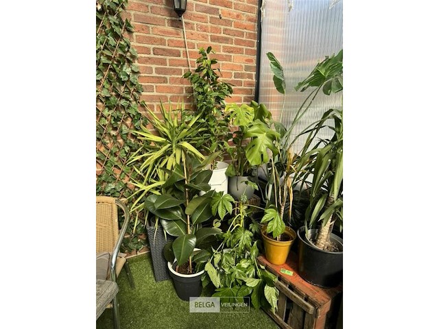 Div planten - afbeelding 5 van  6