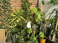 Div planten - afbeelding 5 van  6