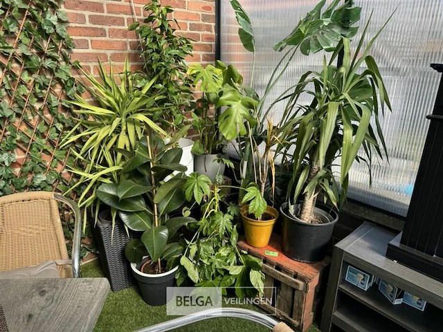 Div planten - afbeelding 6 van  6