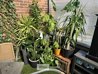 Div planten - afbeelding 6 van  6