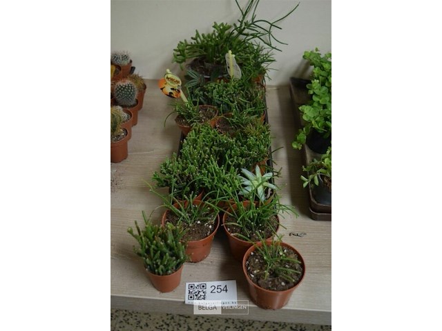 Div vetplantjes - afbeelding 1 van  4