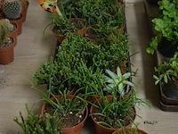 Div vetplantjes - afbeelding 1 van  4