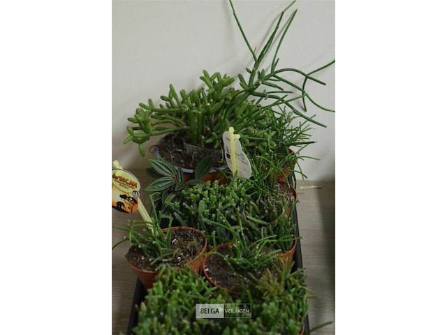 Div vetplantjes - afbeelding 2 van  4