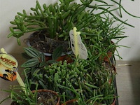 Div vetplantjes - afbeelding 2 van  4