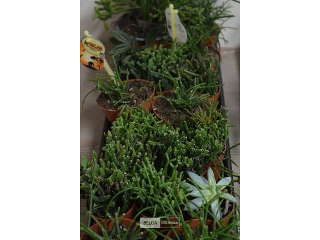 Div vetplantjes - afbeelding 3 van  4