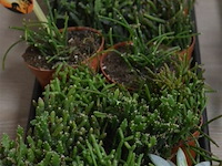 Div vetplantjes - afbeelding 3 van  4