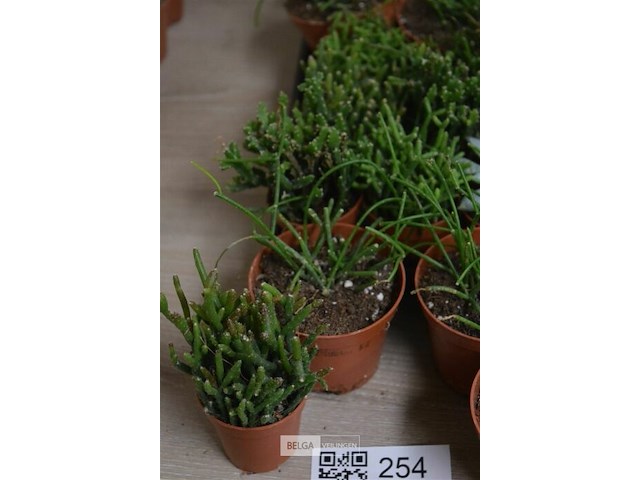 Div vetplantjes - afbeelding 4 van  4