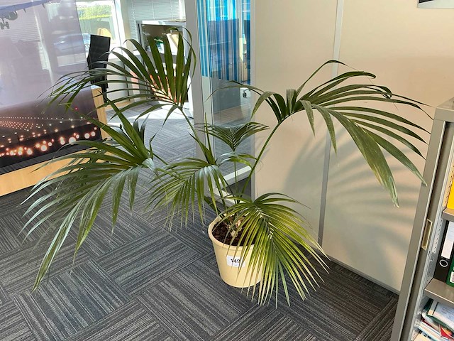Diverse kamerplanten (10x) - afbeelding 1 van  2