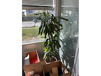 Diverse kamerplanten (10x) - afbeelding 2 van  2