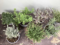 Diverse kruiden mix (x30) - afbeelding 2 van  2