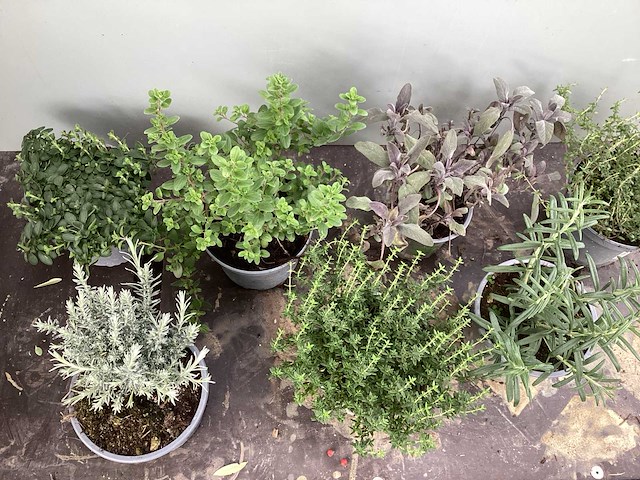 Diverse kruiden mix (x30) - afbeelding 2 van  2