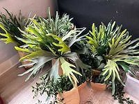 Diverse kunstplanten (12x)