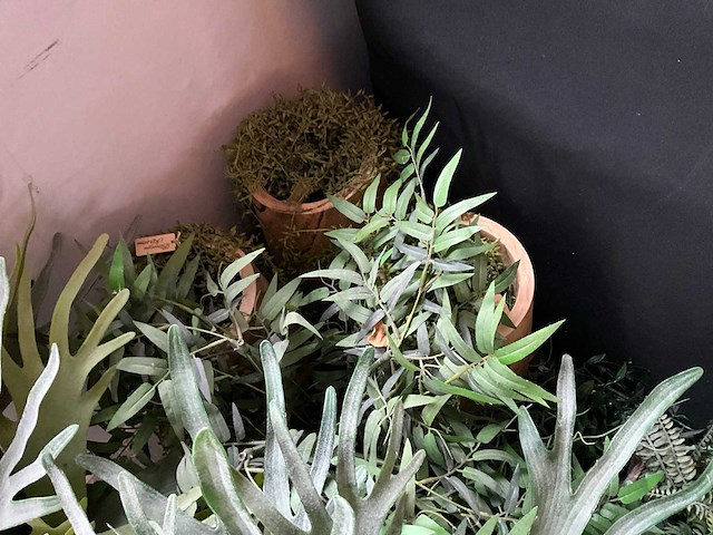 Diverse kunstplanten (12x) - afbeelding 4 van  4