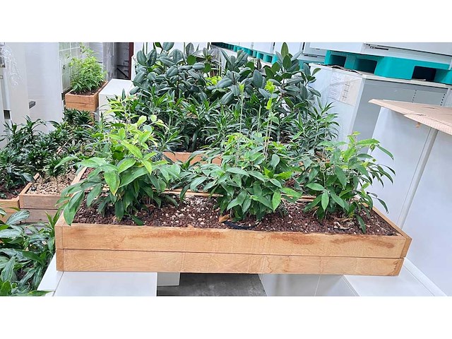 Diverse planten - plantenbak (18x) - afbeelding 1 van  6