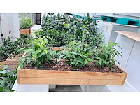 Diverse planten - plantenbak (18x)