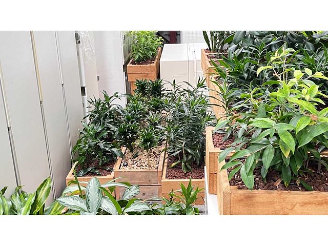 Diverse planten - plantenbak (18x) - afbeelding 2 van  6