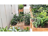 Diverse planten - plantenbak (18x) - afbeelding 2 van  6