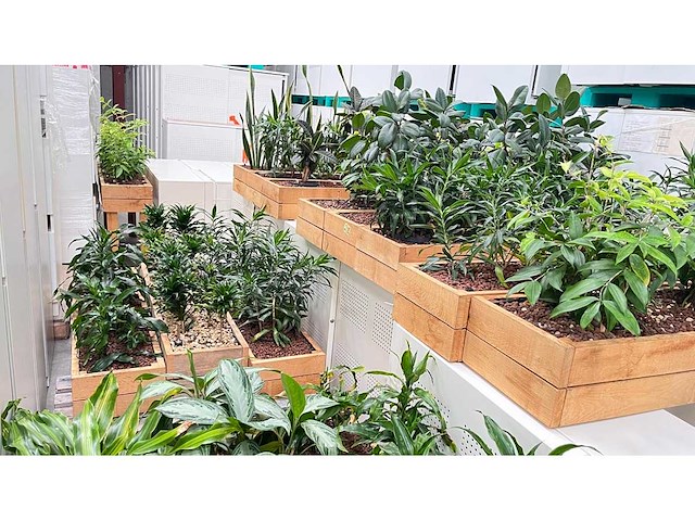 Diverse planten - plantenbak (18x) - afbeelding 3 van  6