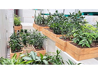 Diverse planten - plantenbak (18x) - afbeelding 3 van  6