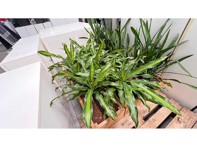 Diverse planten - plantenbak (18x) - afbeelding 4 van  6