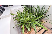 Diverse planten - plantenbak (18x) - afbeelding 4 van  6