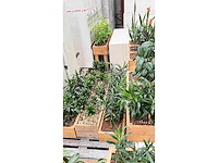 Diverse planten - plantenbak (18x) - afbeelding 5 van  6