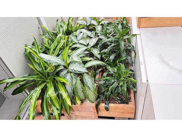 Diverse planten - plantenbak (18x) - afbeelding 6 van  6