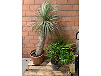 Diverse planten - afbeelding 1 van  4