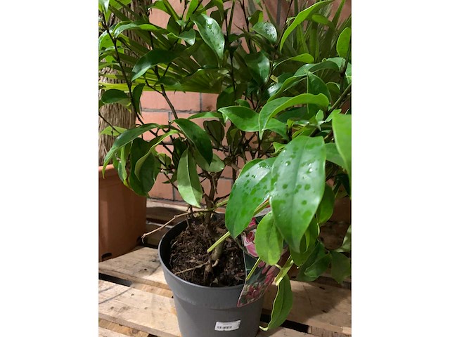 Diverse planten - afbeelding 2 van  4