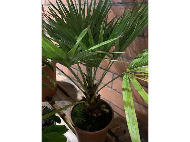 Diverse planten - afbeelding 3 van  4