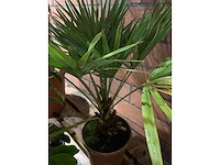 Diverse planten - afbeelding 3 van  4