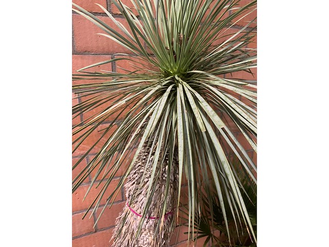 Diverse planten - afbeelding 4 van  4