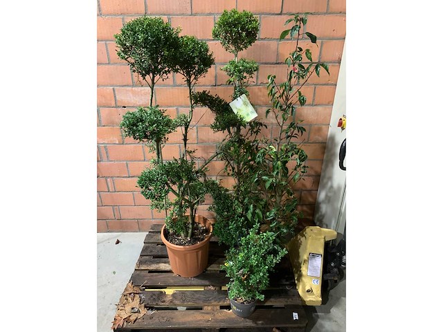 Diverse planten - afbeelding 1 van  4