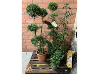 Diverse planten - afbeelding 1 van  4