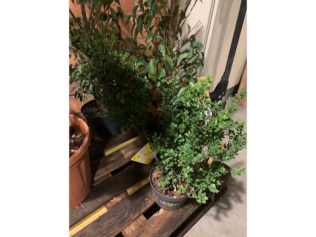 Diverse planten - afbeelding 2 van  4