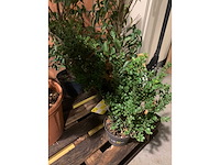 Diverse planten - afbeelding 2 van  4