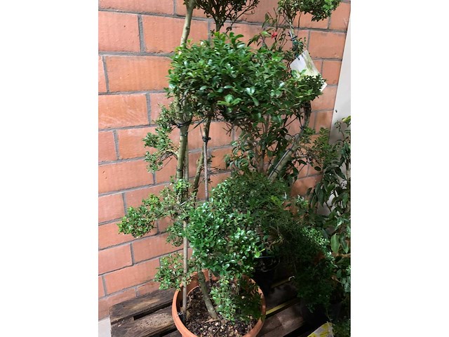 Diverse planten - afbeelding 3 van  4